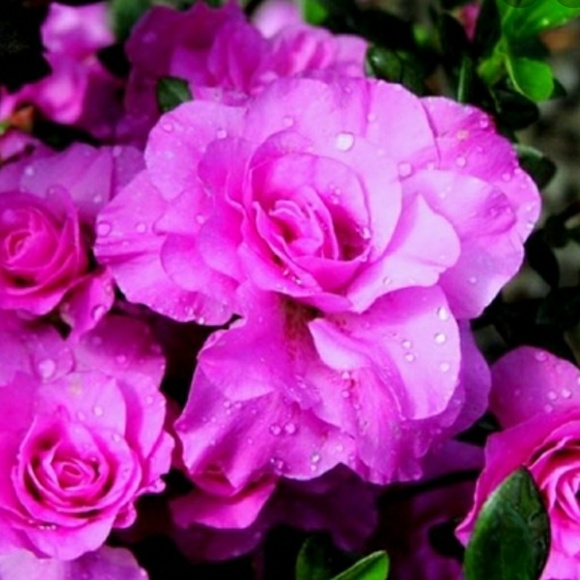 azalearose3